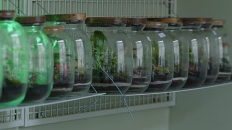 botanical workshop with the tiny self-sufficient ecosystem in the glass terrarium panorama right