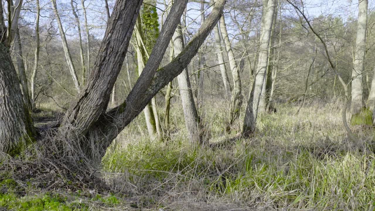 Static shot of tree trunks while walking through Brandon Country Park in Thetford Forest, Norfolk, England on a bright sunny day