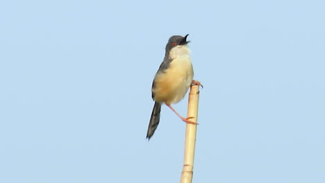 closeup little ashy prinia bird on a bamboo branch