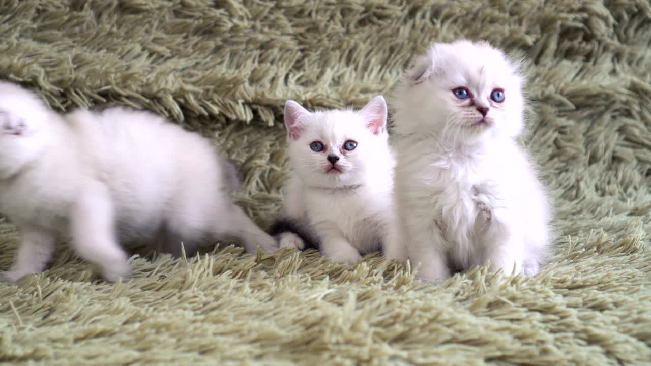 파란 눈 을 가진 세 마리 의 귀여운 털이 많은 새끼 고양이