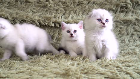 three little cute fluffy kittens with blue eyes