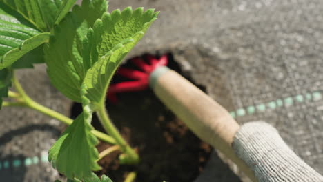 closeup gloved hand of gardener prunes soil around young leafy plant on woven ground cover using hand cultivator, focused careful weeding under bright summer sun