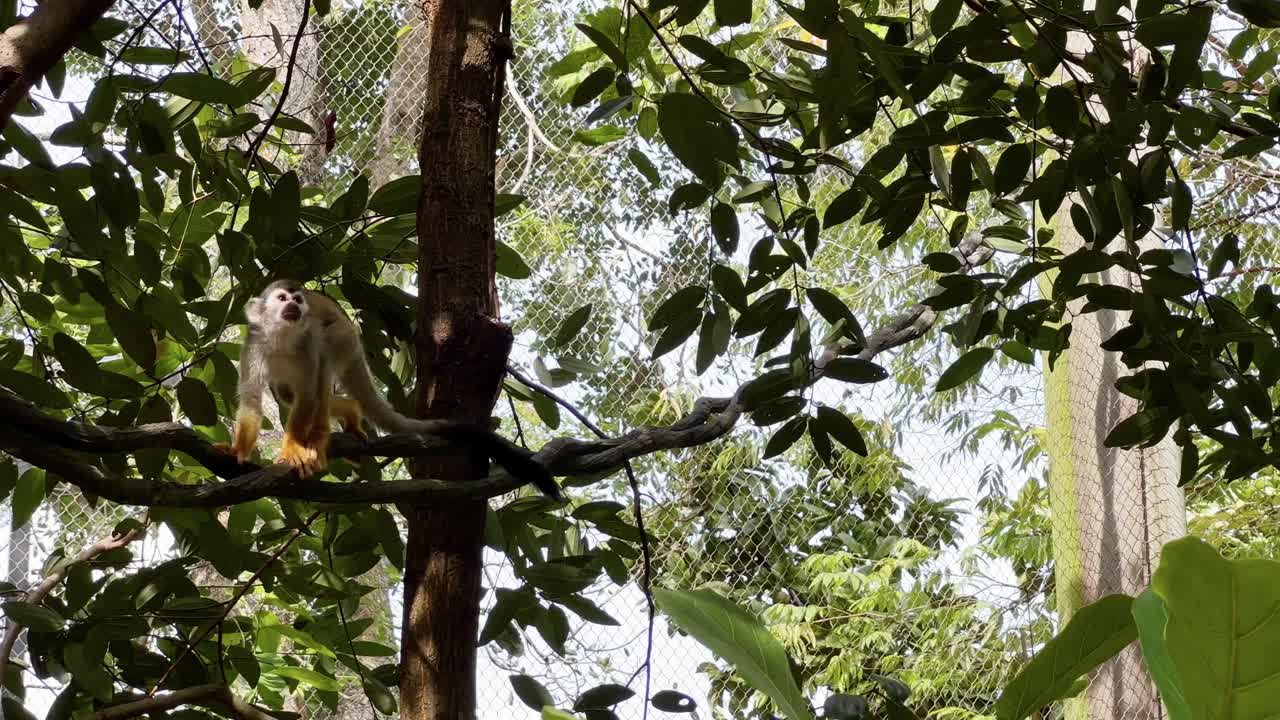 Curious little squirrel monkey walking across the tree vine and wondering around its surroundings under beautiful green tropical forest canopy