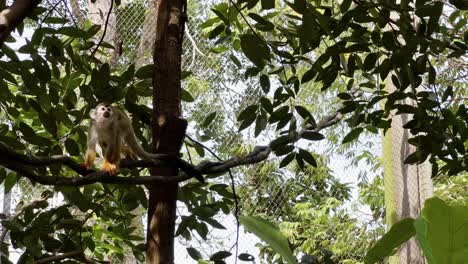 pequeño y curioso mono ardilla caminando por la vid del árbol y preguntándose por sus alrededores bajo el hermoso dosel verde del bosque tropical