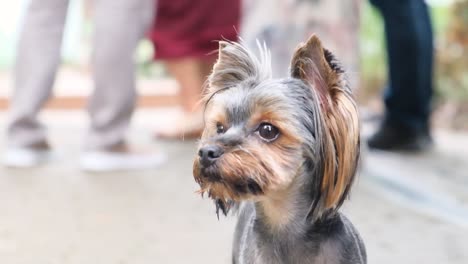 perro yorkshire terrier