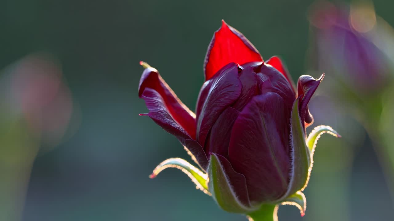 Time-lapse di un bocciolo di rosa rossa che si apre lentamente
