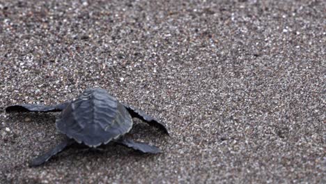 baby marine turtle starts crawling to the ocean