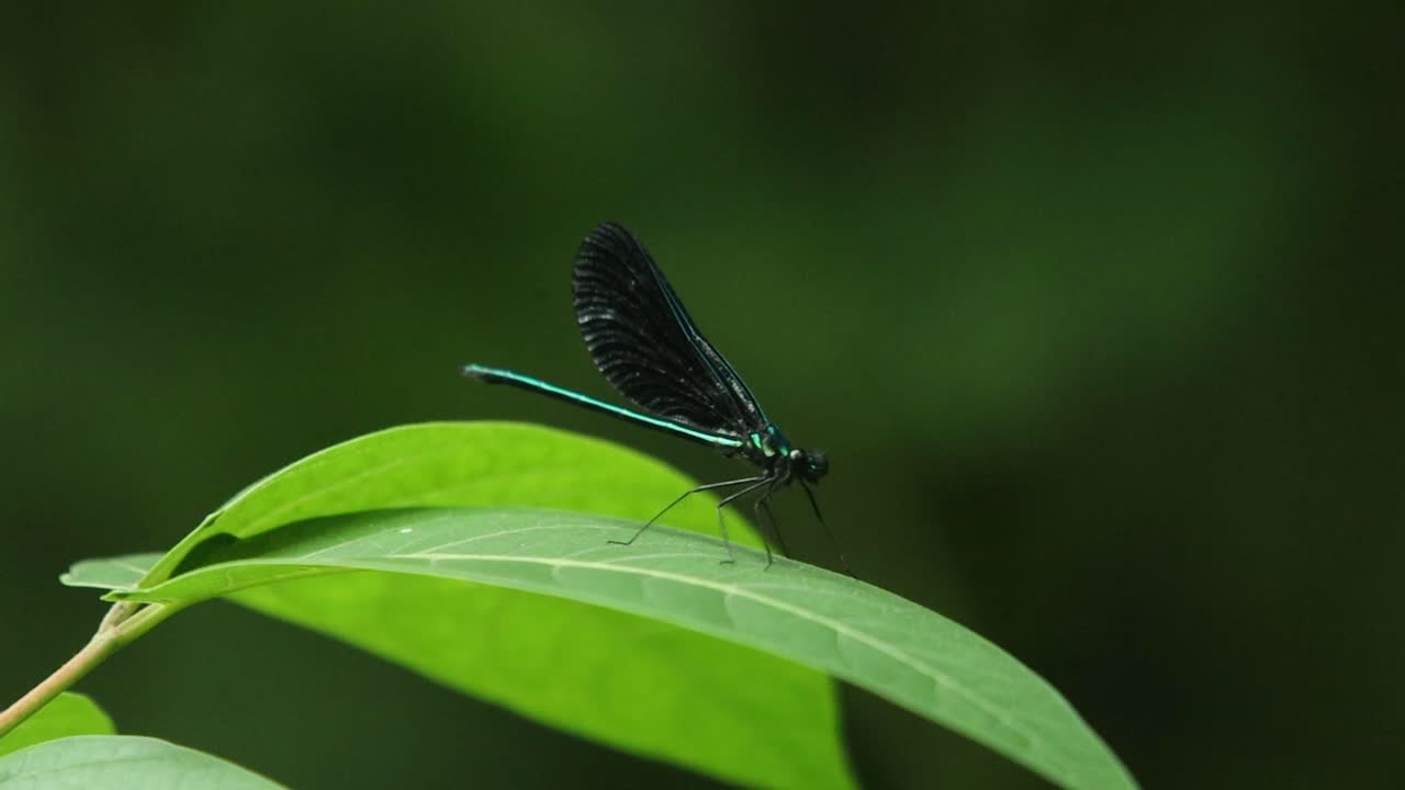damselfly sentado en una hoja