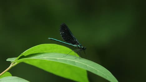 Damselfly-sitting-on-a-leaf