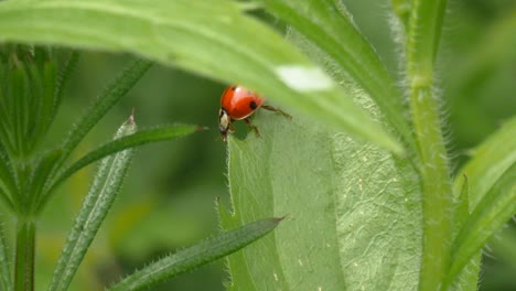 following shot of a red ladybug crawling on the edge on a green leave in slow motion, macro shot