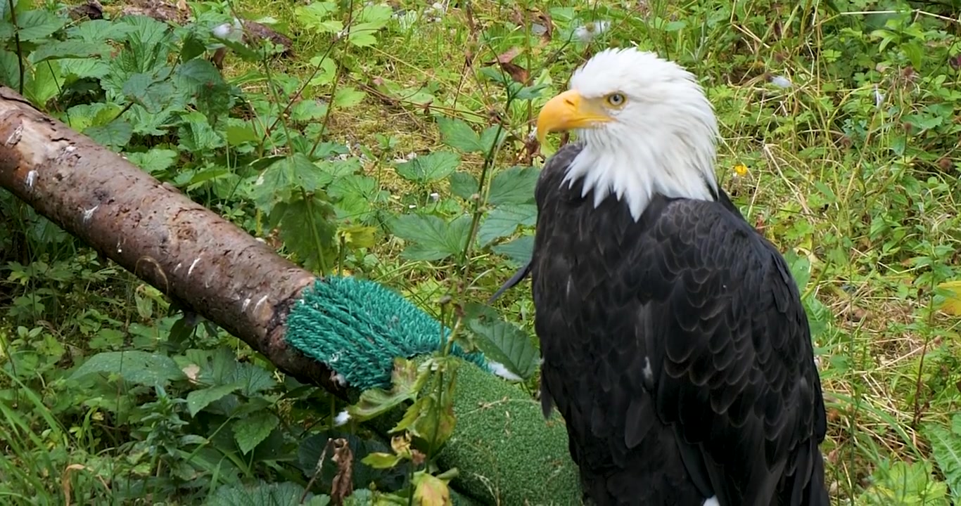 Close-up of a Adult Bald eagle, Sitka, Alaska.