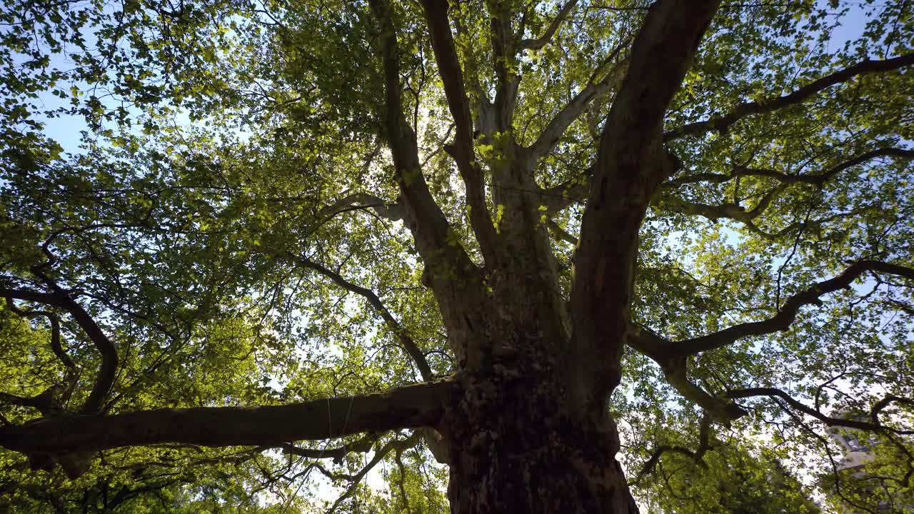 circling around big plane tree with hanging ropes and sun peeking through leaves