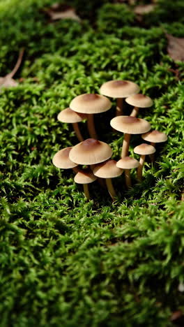 small mushrooms growing in moss