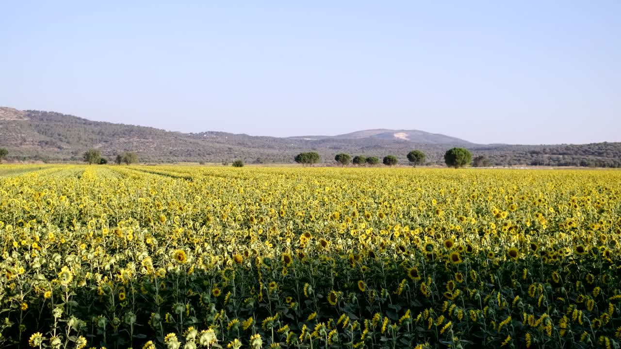 Filmato stabile di un paesaggio con campo di girasoli