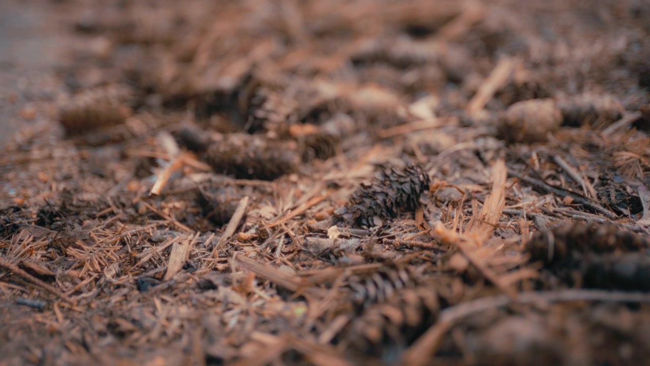 Douglas Fir cones and twigs on the forest floor