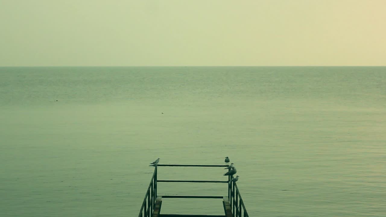 Group of seagulls looking over the sea