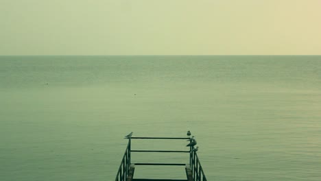 Grupo-De-Gaviotas-Mirando-Al-Mar