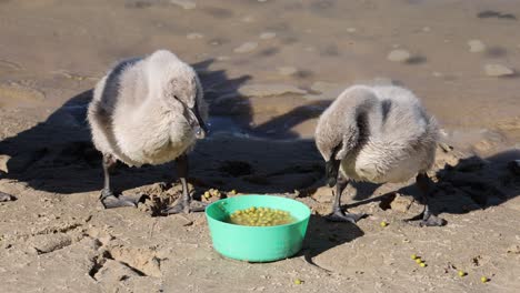 two cygnets eating together on sandy ground