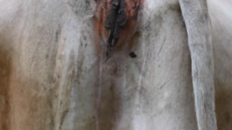 cow's ass, with remnants of excrement stuck to the fur, tail wagging, champ des monatgnes suisses, obwalden, engelberg
