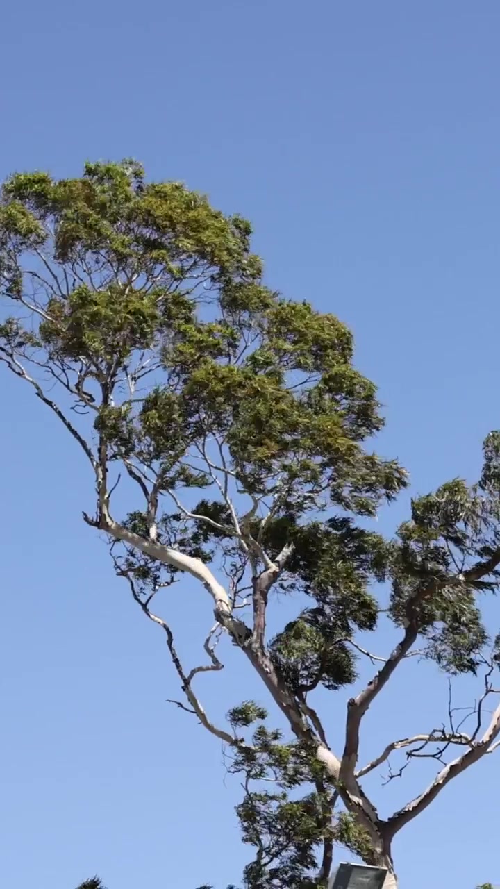 Una serie di fotogrammi che mostrano i movimenti sottili di un albero