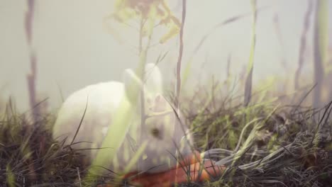 Composite-video-of-tall-grass-in-the-field-against-rabbit-eating-carrots