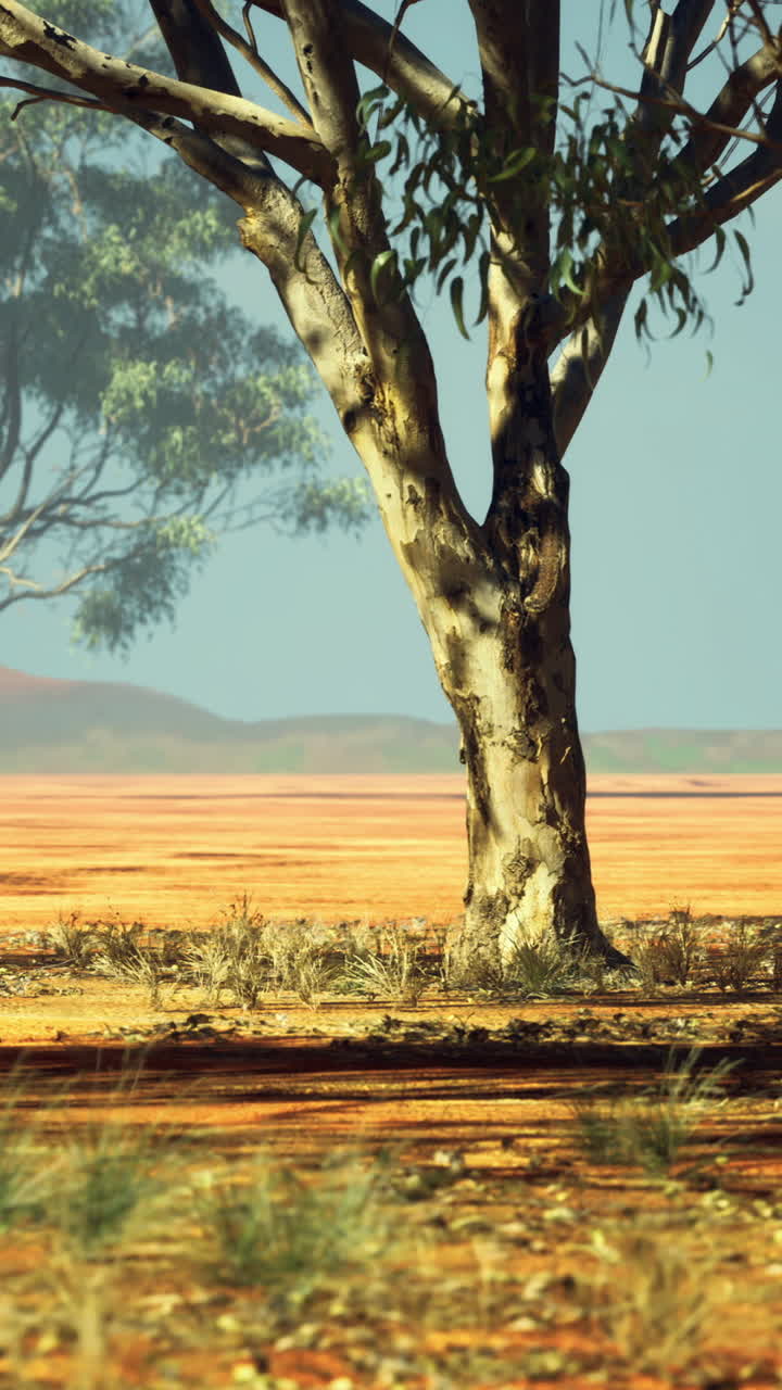 Quiet landscape with trees in the australian outback during daytime hours