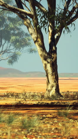 quiet landscape with trees in the australian outback during daytime hours