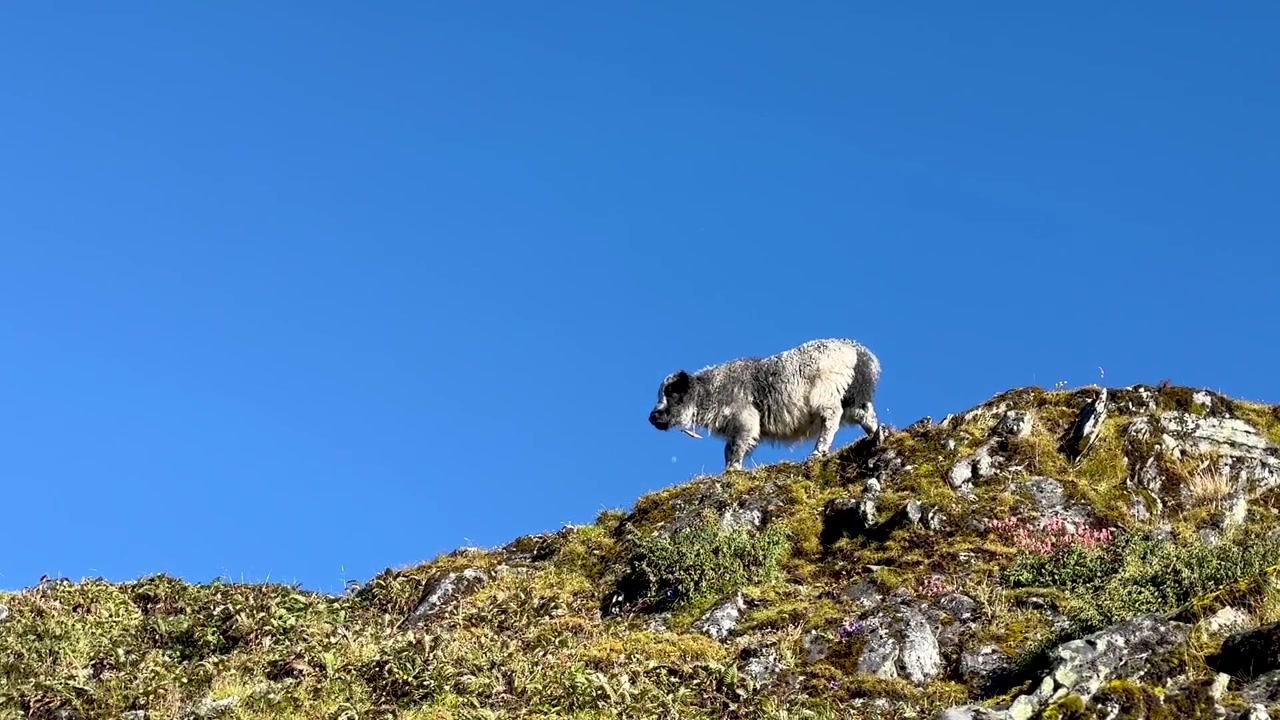 Nærbillede af en yakokse på en bjergskråning i Taplejung, Nepal