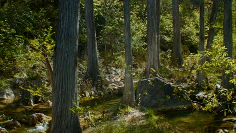 a cypress grove in the middle of a bubbling creek of a forest