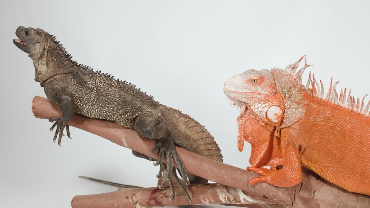 Un'iguana rossa e una lucertola marrone si riposano su un ramo su uno sfondo bianco