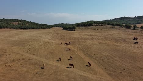 Caballos-Pastando-En-Nanclares-De-Gamboa,-Campos-Dorados-Bajo-Un-Cielo-Azul,-Vista-Aérea