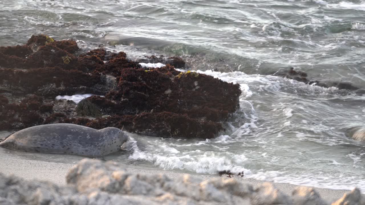 다른 바다표범이 너무 가까워지면 엄마 바다표범이 새로 태어난 강아지와 유대감을 형성합니다.