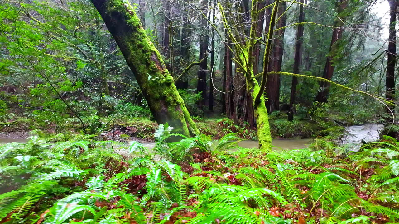 fotografía de plantas y un río en el monumento nacional muir woods, en california, ee.uu.