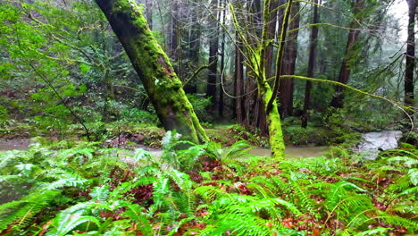 Toma-Pov-De-Plantas-Y-Un-Río-En-El-Monumento-Nacional-De-Muir-Woods,-En-Ca,-Estados-Unidos