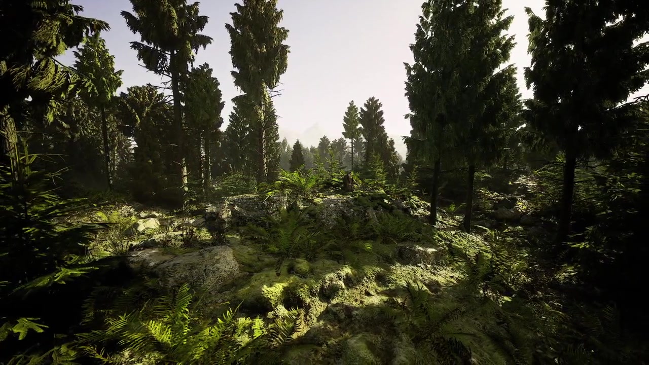 Sundrenched pine forest with reflective creek and vibrant foliage