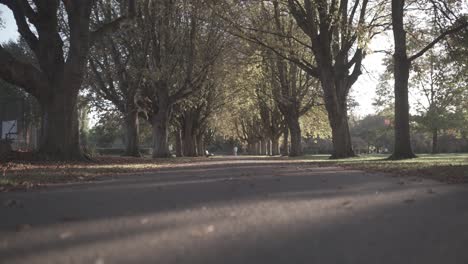 4k timelapse on motion slider showing a long path in a park as a single person walks away in the distance