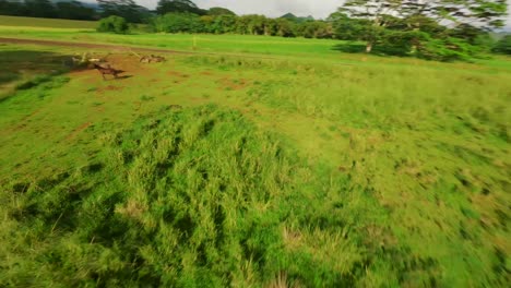 Aerial-drone-shot-of-horses-in-lush-green-meadows-and-fields-with-a-beautiful-scenery