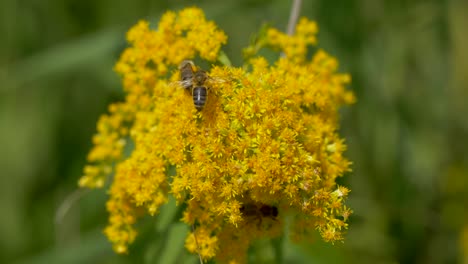 Aggressive-Swarm-of-wild-Honeybees-sucking-nectar-of-yellow-flower-in-sunlight---Close-up-shot-in-Wilderness
