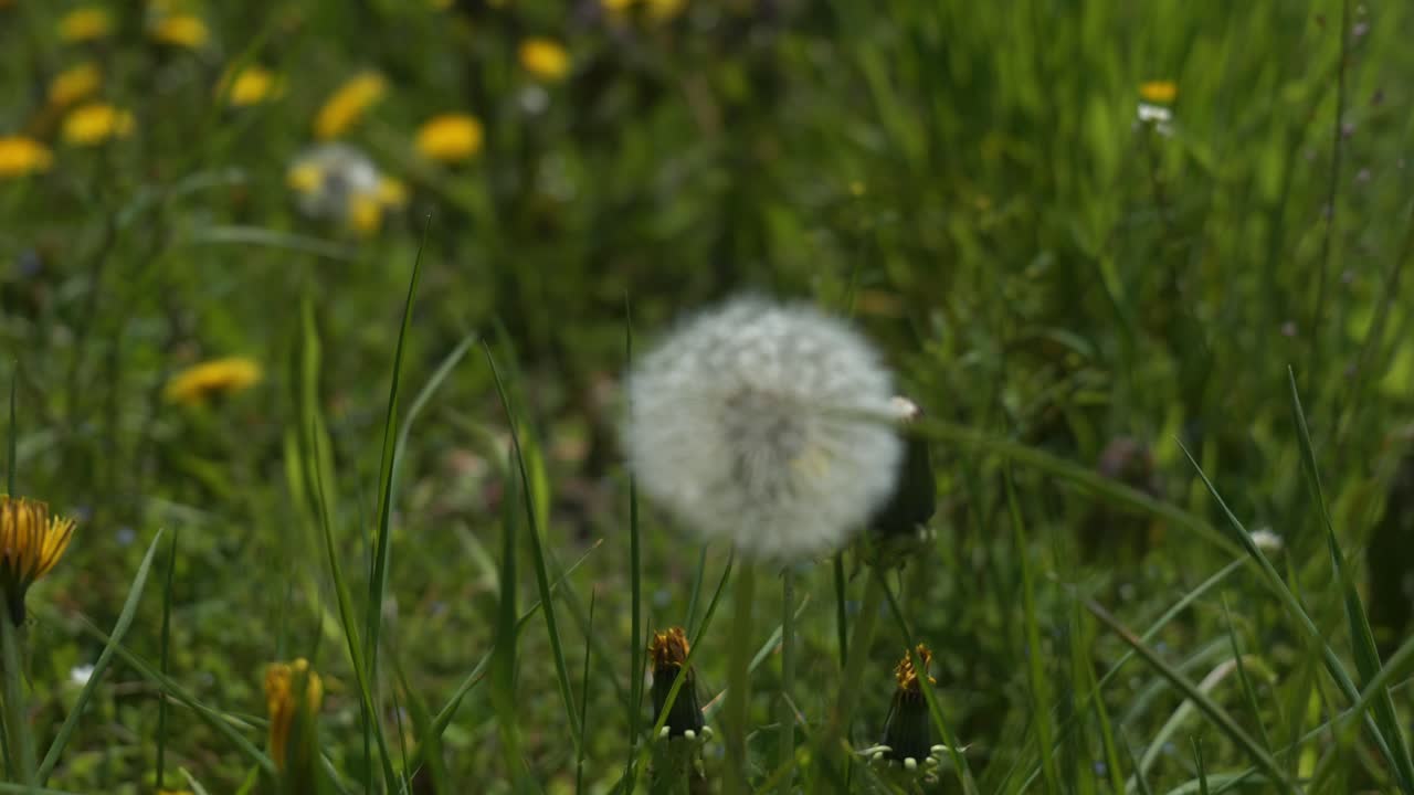 fragile dandelion bulb in light wind