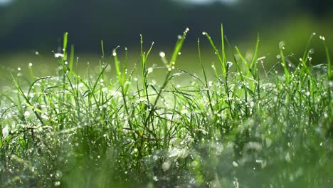 dew fell on the durba grass in the morning-2