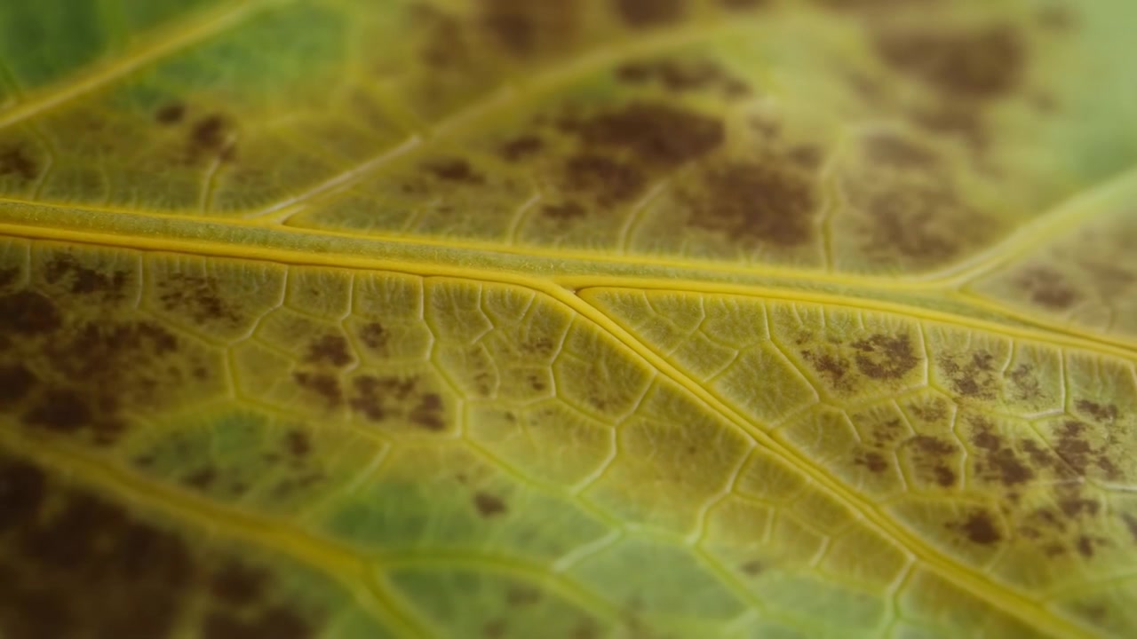 Hojas mostrando envejecimiento progresivo o progresión de enfermedad en un entorno natural al aire libre, ofreciendo una escena educativa y visualmente atractiva para diversos usos comerciales, como educativos.