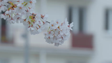 delicate cherry blossoms in full bloom, with soft white petals and vibrant yellow and pink centers, gently contrasted against an urban background