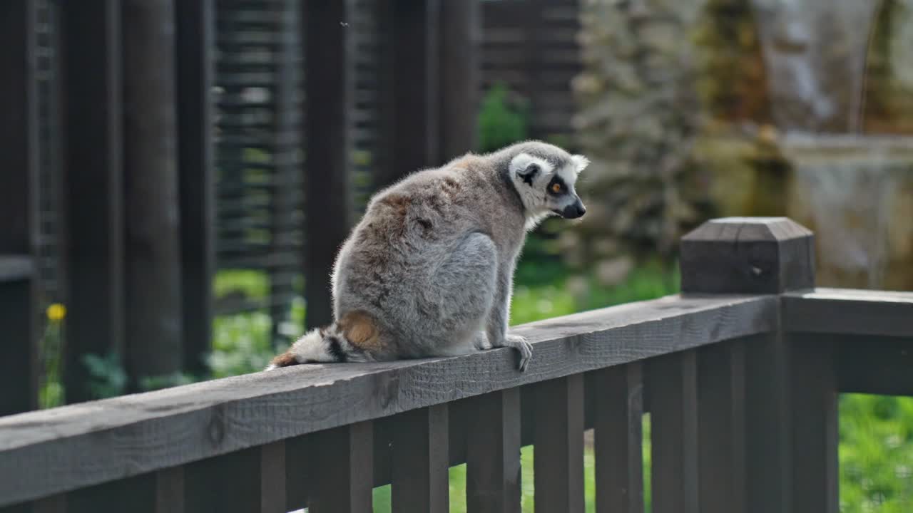 Ring-tailed lemur (Lemur catta) sits on a wooden rail in a zoo enclosure, observing the surroundings in an animal tourism habitat under natural daylight, showcasing typical primate behavior