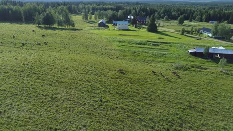 Foto-Tomada-Con-Un-Dron-De-Un-Corral-Grande-Con-Algunas-Vacas