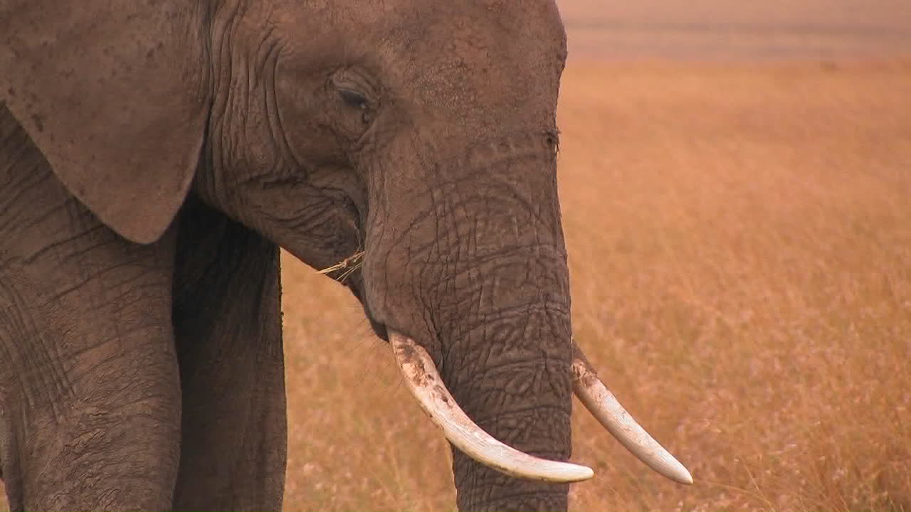 un elefante pasta en un campo abierto