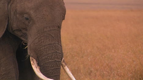 an elephant grazes in an open field