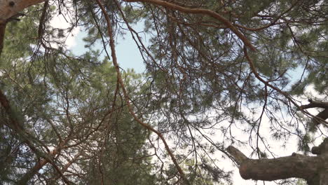 Detail-Of-The-Branches-Of-Some-Pine-Trees-1