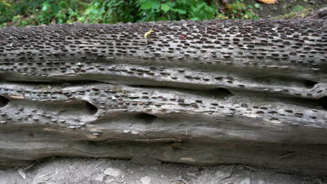 old and new coins of all sizes and nations hammered into a fallen wish tree in st nectan's glen near tintagel in northern cornwall