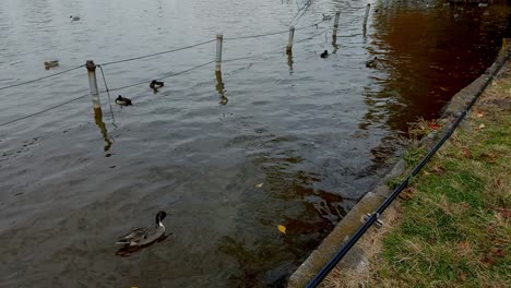 Scenic-pond-section-of-Ueno-Park,-officially-"Ueno-Imperial-Gift-Park,"-Japan's-most-popular-city-park