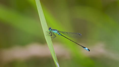 Variable-Damselfly-Oder-Variable-Bluet-(Coenagrion-Pulchellum)-Ist-Eine-Europäische-Damselfly.-Eine-Der-Selteneren-Blau-schwarzen-Libellen.